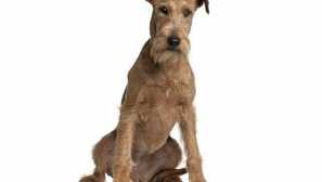 Irský měkký stěna pšeničný teriér - škodlivý pohledný muž s tvrdohlavý charakter